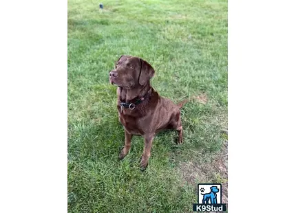 a labrador retriever dog sitting in the grass
